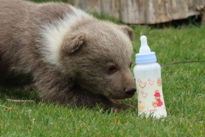 Şempanze "Can" ile yavru ayı "Boncuk"un dostluğu görenleri şaşırtıyor 1