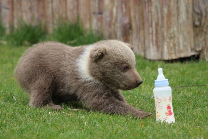 Şempanze "Can" ile yavru ayı "Boncuk"un dostluğu görenleri şaşırtıyor 2