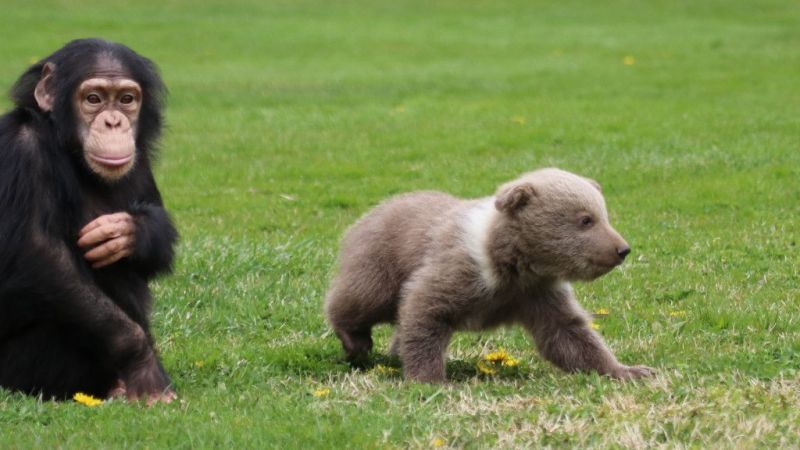 Şempanze "Can" ile yavru ayı "Boncuk"un dostluğu görenleri şaşırtıyor 4