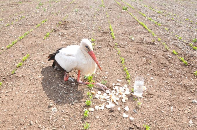 Muhtardan yaralı leylek nöbeti 3