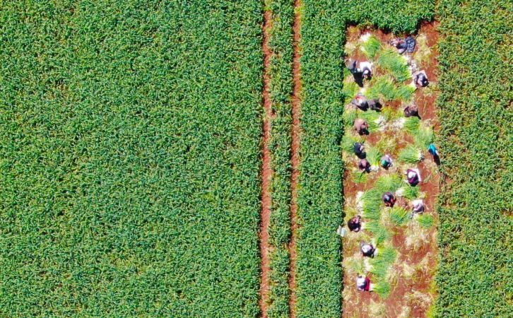 Doğal antibiyotik sarımsağın hasadı başladı 1