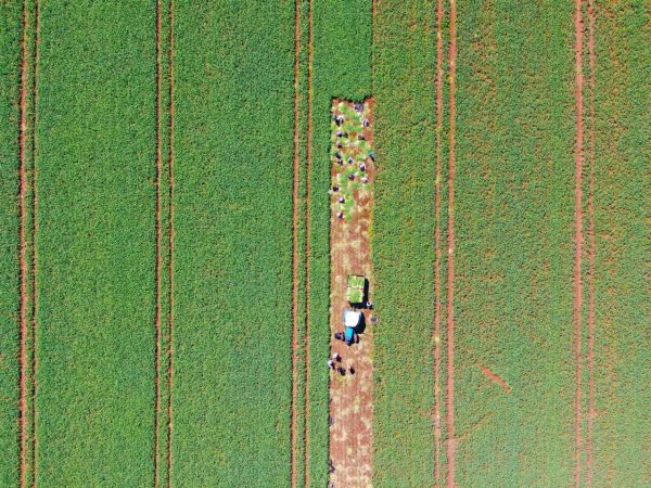 Doğal antibiyotik sarımsağın hasadı başladı 2