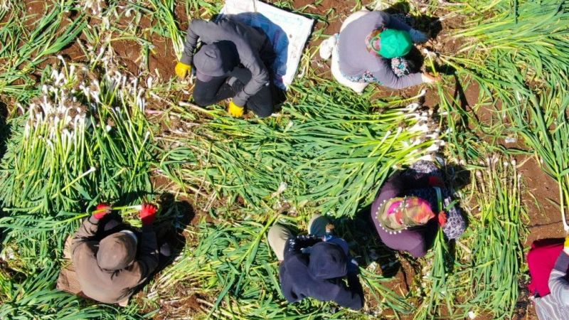 Doğal antibiyotik sarımsağın hasadı başladı 10