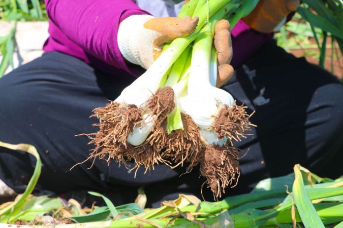 Doğal antibiyotik sarımsağın hasadı başladı 4