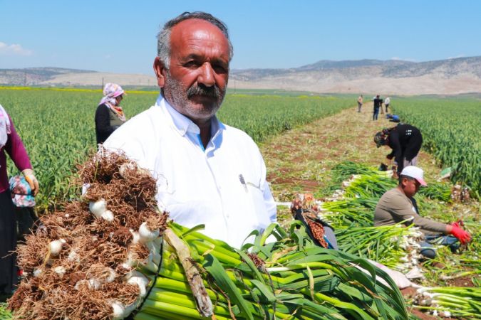 Doğal antibiyotik sarımsağın hasadı başladı 5