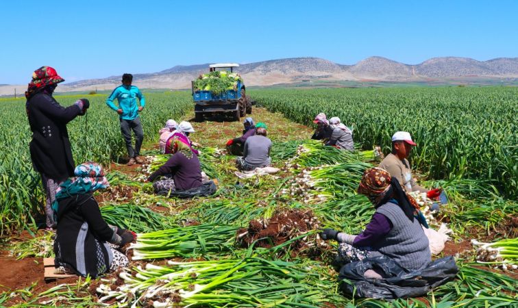 Doğal antibiyotik sarımsağın hasadı başladı 6