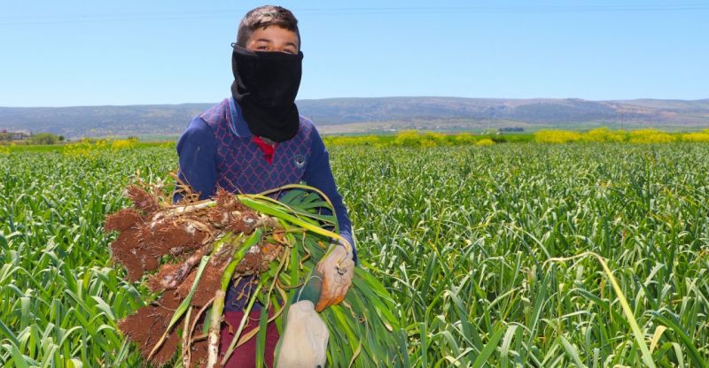 Doğal antibiyotik sarımsağın hasadı başladı 7