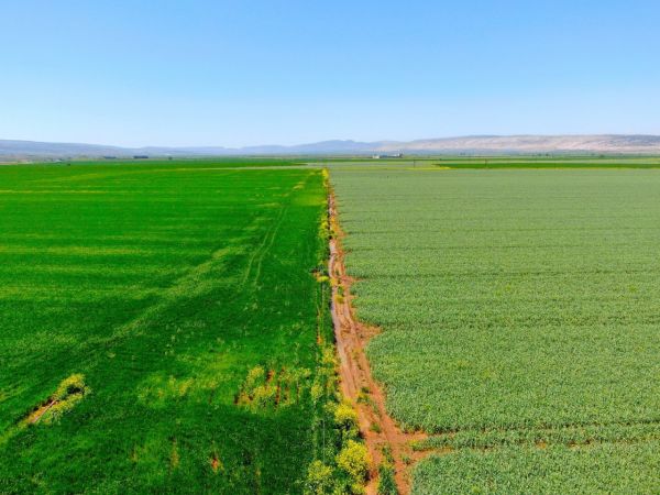 Doğal antibiyotik sarımsağın hasadı başladı 8