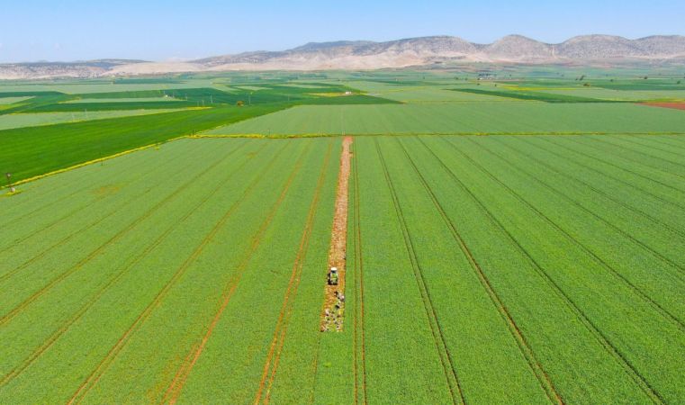 Doğal antibiyotik sarımsağın hasadı başladı 9