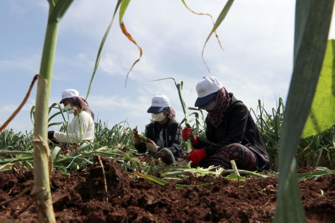 "Beyaz altın" Araban sarımsağında hasat heyecanı 1