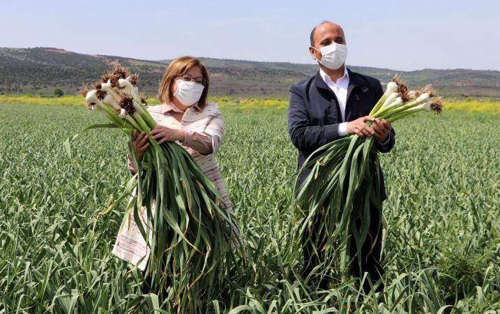 "Beyaz altın" Araban sarımsağında hasat heyecanı 2