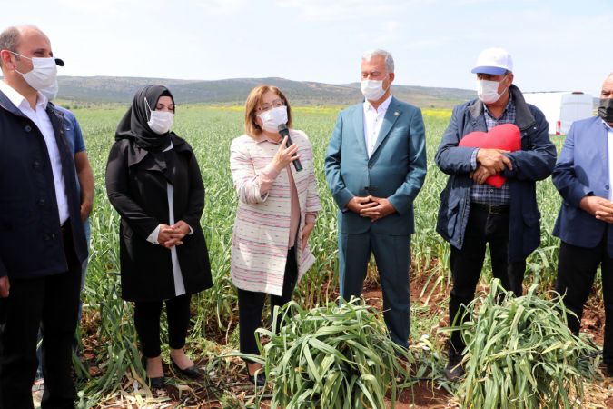"Beyaz altın" Araban sarımsağında hasat heyecanı 5