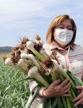 "Beyaz altın" Araban sarımsağında hasat heyecanı 6