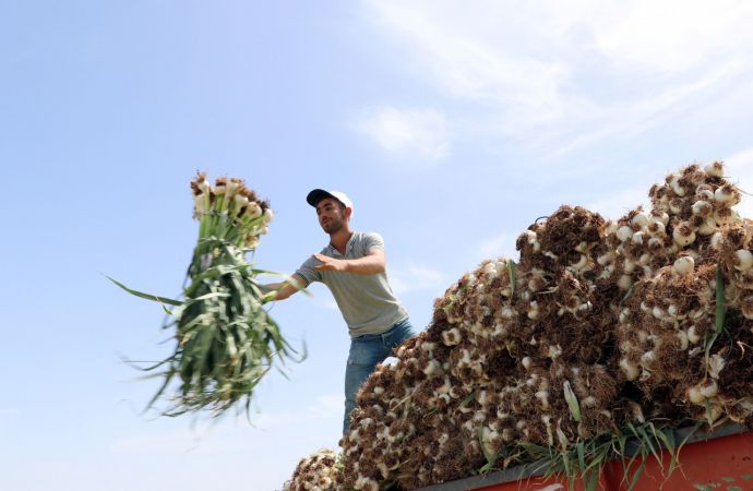 "Beyaz altın" Araban sarımsağında hasat heyecanı 7