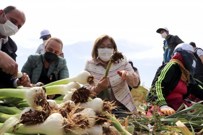 "Beyaz altın" Araban sarımsağında hasat heyecanı 8
