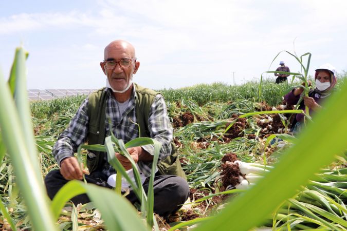 "Beyaz altın" Araban sarımsağında hasat heyecanı 10