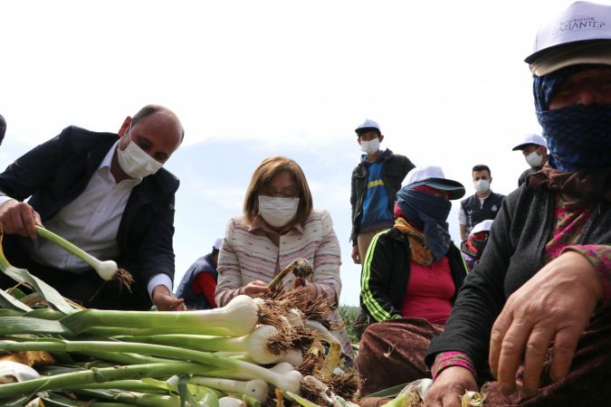 "Beyaz altın" Araban sarımsağında hasat heyecanı 11
