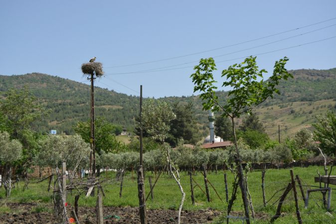 İslahiye'nin Kalaycık Mahallesi 10 yıldır leyleklere ev sahipliği yapıyor 2