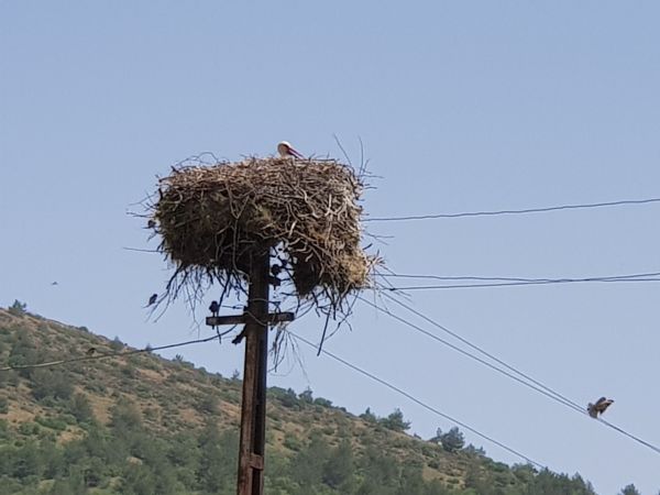 İslahiye'nin Kalaycık Mahallesi 10 yıldır leyleklere ev sahipliği yapıyor 3