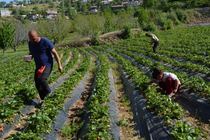 Gaziantep'te Amanosların eteğinde yetiştirilen çileğin hasadı başladı 3