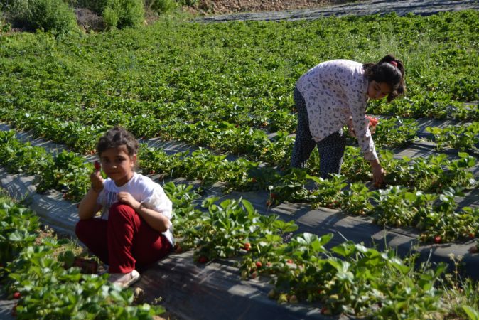 Gaziantep'te Amanosların eteğinde yetiştirilen çileğin hasadı başladı 4