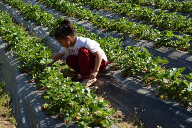 Gaziantep'te Amanosların eteğinde yetiştirilen çileğin hasadı başladı 6