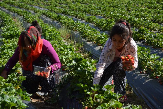Gaziantep'te Amanosların eteğinde yetiştirilen çileğin hasadı başladı 8