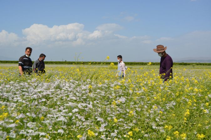 Suriyeli çiftçiler kişniş ve çörek otu ekti 1