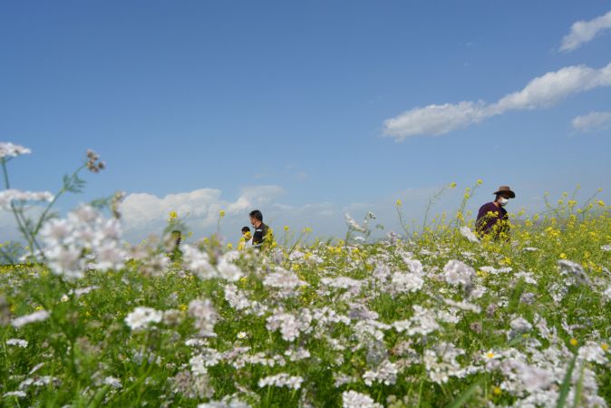 Suriyeli çiftçiler kişniş ve çörek otu ekti 3