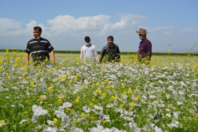 Suriyeli çiftçiler kişniş ve çörek otu ekti 2