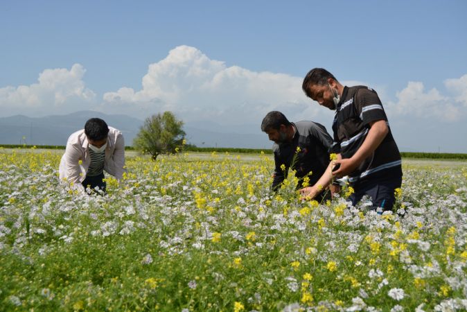 Suriyeli çiftçiler kişniş ve çörek otu ekti 4