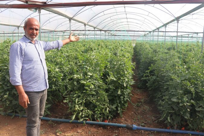 Kurduğu sera ilçenin domates ihtiyacının yüzde 15’ini karşılıyor 1