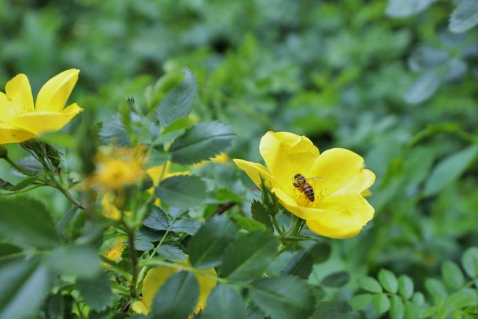 Sarıgüllük Mahallesi sarı güllerle donatıldı 1