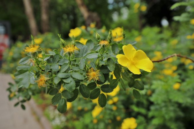 Sarıgüllük Mahallesi sarı güllerle donatıldı 2