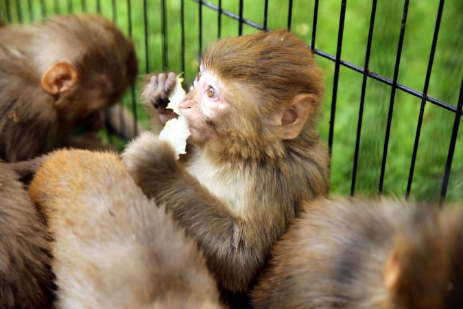 Yasa dışı yollardan yurda sokulmak istenirken el konulan hayvanlar, Gaziantep Hayvanat Bahçesine yerleştirildi 1