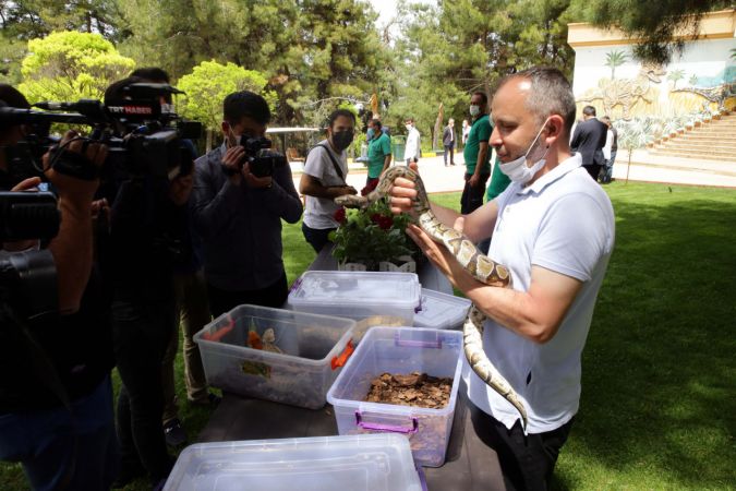 Yasa dışı yollardan yurda sokulmak istenirken el konulan hayvanlar, Gaziantep Hayvanat Bahçesine yerleştirildi 4