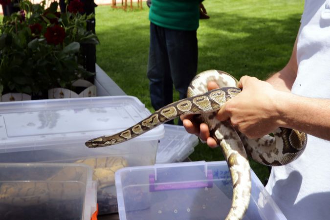 Yasa dışı yollardan yurda sokulmak istenirken el konulan hayvanlar, Gaziantep Hayvanat Bahçesine yerleştirildi 5
