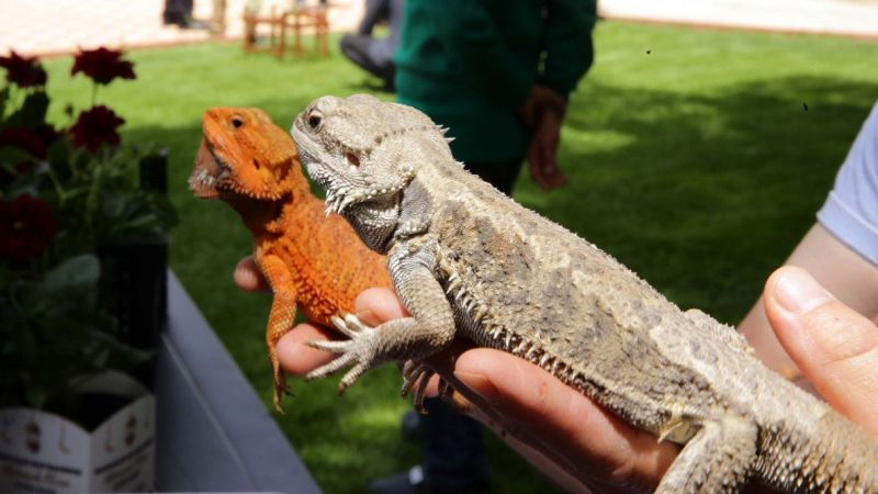Yasa dışı yollardan yurda sokulmak istenirken el konulan hayvanlar, Gaziantep Hayvanat Bahçesine yerleştirildi 10