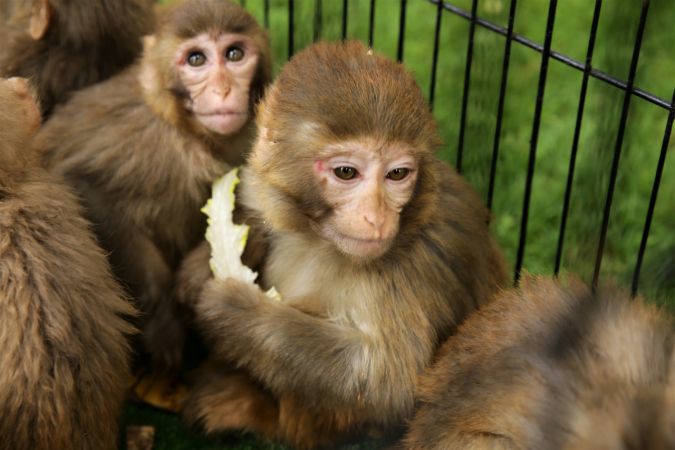 Yasa dışı yollardan yurda sokulmak istenirken el konulan hayvanlar, Gaziantep Hayvanat Bahçesine yerleştirildi 9