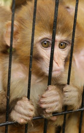 Yasa dışı yollardan yurda sokulmak istenirken el konulan hayvanlar, Gaziantep Hayvanat Bahçesine yerleştirildi 11