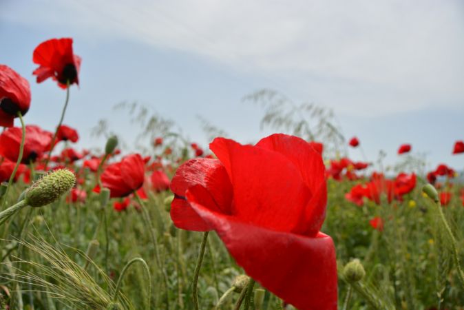 Gaziantep'te buğday tarlalarında açan gelincikler güzel görüntüler oluşturdu 2