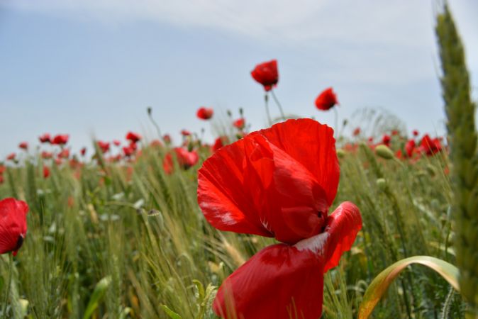 Gaziantep'te buğday tarlalarında açan gelincikler güzel görüntüler oluşturdu 3