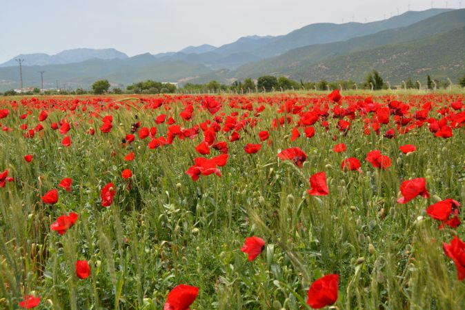 Gaziantep'te buğday tarlalarında açan gelincikler güzel görüntüler oluşturdu 4