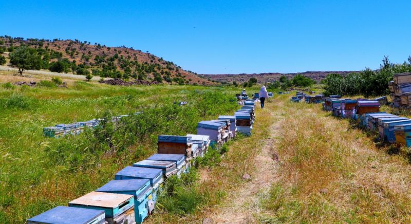 Foto Haber...Gaziantep’te arı sağımı başladı 1