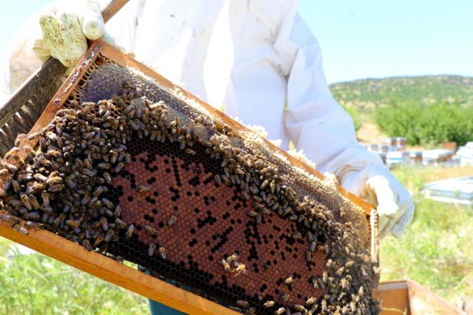 Foto Haber...Gaziantep’te arı sağımı başladı 5