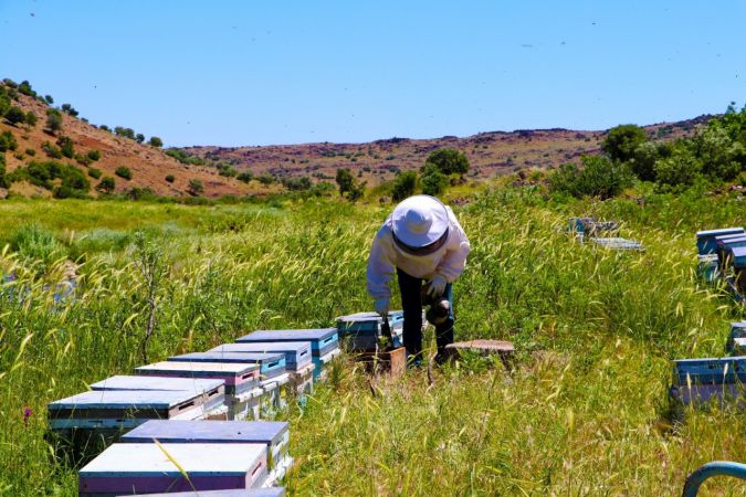 Foto Haber...Gaziantep’te arı sağımı başladı 6