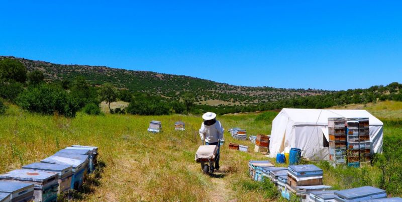 Foto Haber...Gaziantep’te arı sağımı başladı 8