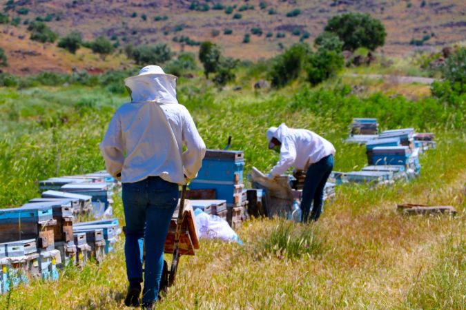 Foto Haber...Gaziantep’te arı sağımı başladı 9