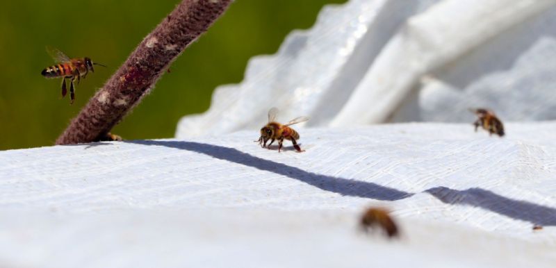 Foto Haber...Gaziantep’te arı sağımı başladı 10