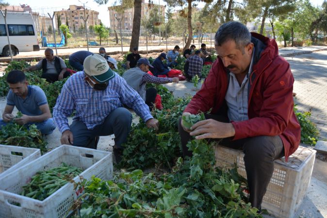 Foto Haber...İslahiye'de Bezelye Hasadı Başladı 2